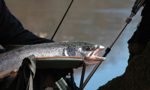 Salmon River